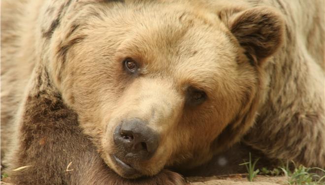 «Όταν η αρκούδα σου είχε μια δύσκολη μέρα και θέλει έξτρα αγάπη» (vid)