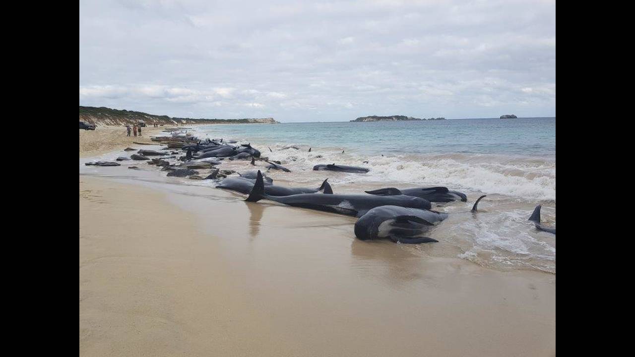 Τραγικό: Πάνω από 130 φάλαινες βρέθηκαν νεκρές (pics-vid)