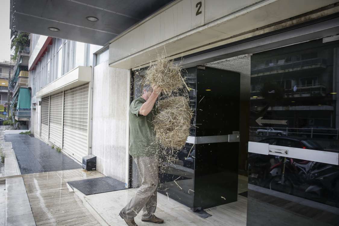 Πέταξαν σανό στα γραφεία των ΑΝΕΛ (pics)