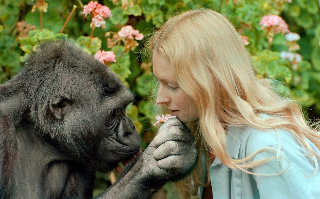 “Έσβησε” η Koko, ο χαρισματικός γορίλας που επικοινωνούσε με νοηματική