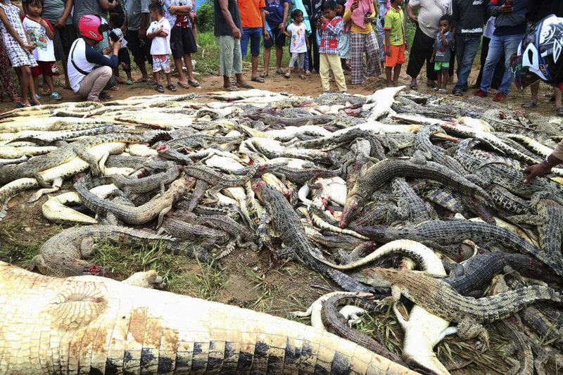 Οργή! Σκότωσαν 300 κροκόδειλους σε καταφύγιο άγριας ζωής (vid)