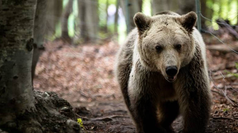 Βρήκαν νεκρή αρκούδα – Διερευνούν τα αίτια