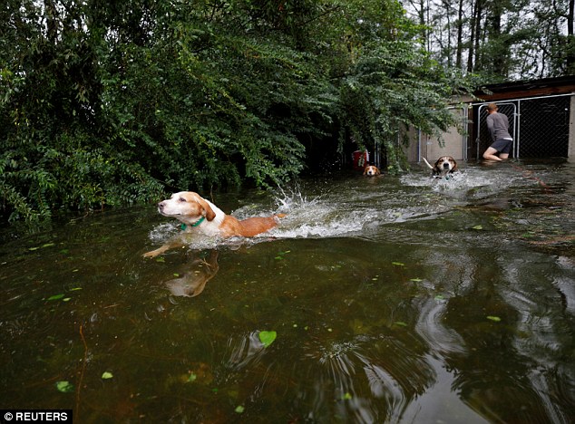 Viral: Ο τυφώνας σαρώνει τα πάντα κι εθελοντές σώζουν 6 σκυλιά (vid)