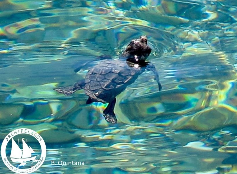 Θαλάσσιες χελώνες στο Αιγαίο: Μικρές παραλίες ωοτοκίας