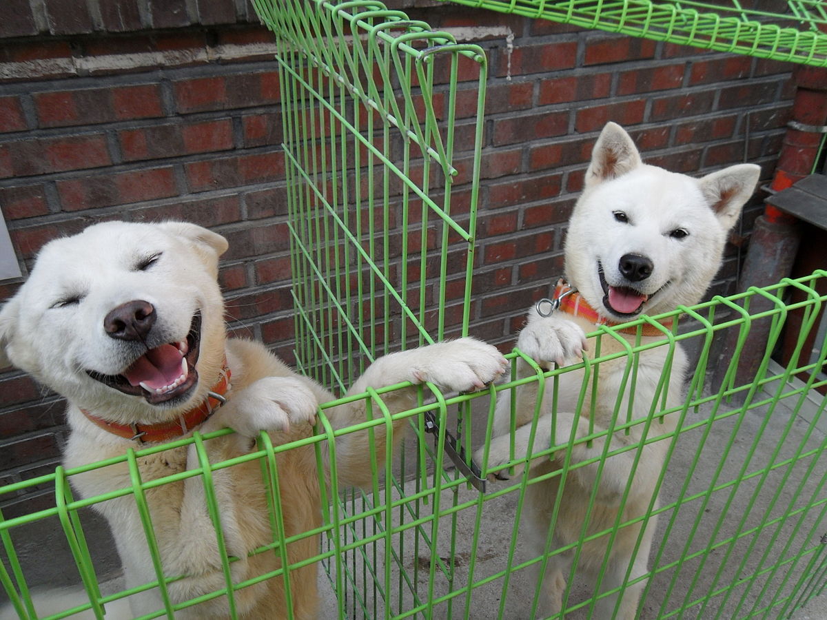 Ο Κιμ έστειλε δύο κυνηγόσκυλα ως δώρο στον ηγέτη της Νότιας Κορέας