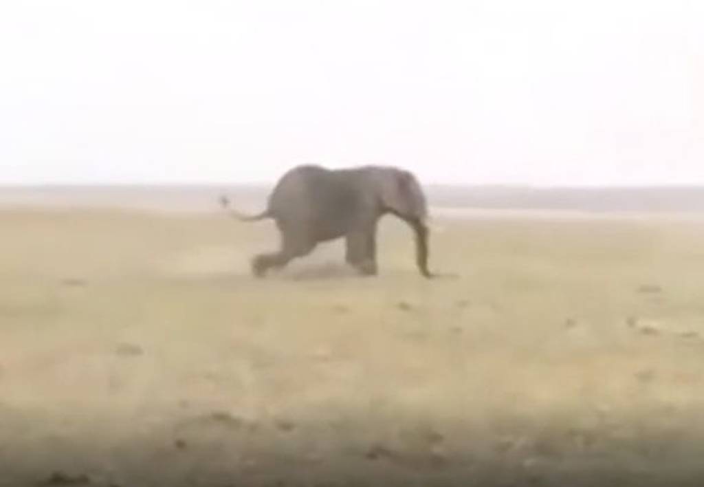 Άγριο video: Κυνηγός εκτελεί εν ψυχρώ ελέφαντα “για πλάκα”