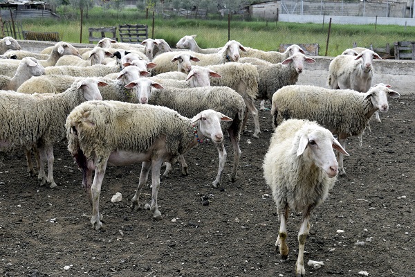 Αποκαρδιωτική εικόνα: Κεραυνός σκότωσε δεκάδες πρόβατα στα Χανιά