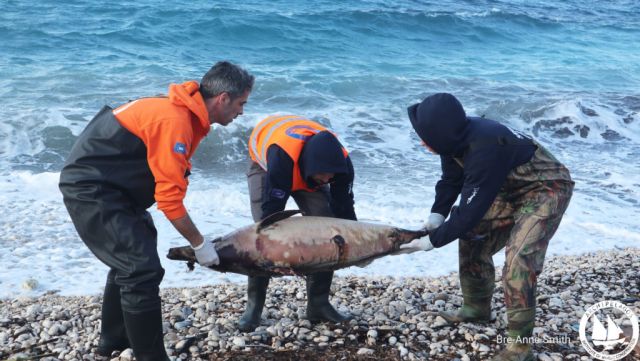 Αρχιπέλαγος: Η απάντηση των Τούρκων για τα νεκρά δελφίνια