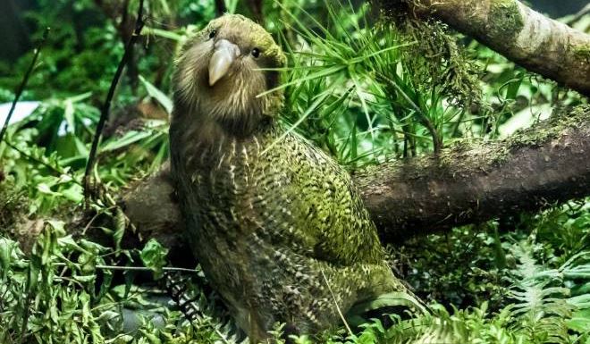 Παπαγάλοι Κακάπο: Τα XXL πτηνά «αντιστέκονται» στην εξαφάνιση με… ρεκόρ ζευγαρώματος!