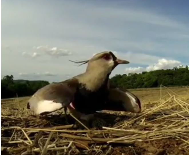 Viral βίντεο: «Μητέρα» πτηνό αντιμετωπίζει… τρακτέρ για να προστατέψει τα αβγά της