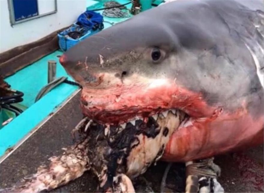 Ιαπωνία: Καρχαρίας πήγε να φάει χελώνα και… τον «έφαγε» αυτή