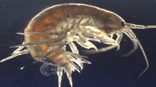 Βρετανία: Επιστήμονες βρήκαν… κοκαΐνη μέσα σε γαρίδες που ζουν σε ποτάμια!