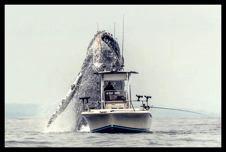 Φάλαινα: Το viral βίντεο των ημερών – Παραλίγο να καταπιεί ολόκληρο το σκάφος