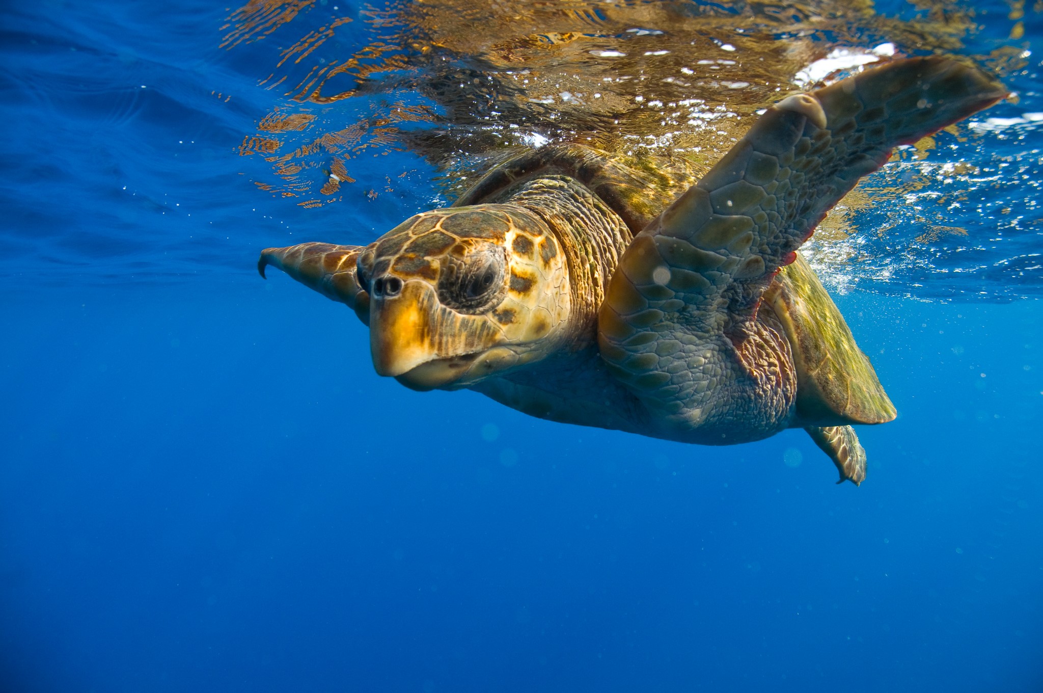 Caretta-caretta: Μέτρα για την προστασία των θαλάσσιων χελωνών στα Χανιά