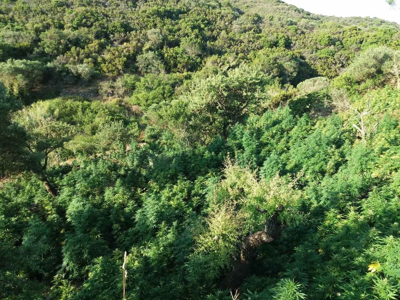 Χασισοφυτεία Κύθηρα: Από τα Δερβενοχώρια και τη Λούτσα, στο νησί