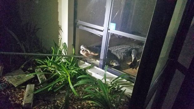 Φλόριντα: Τεράστιος αλιγάτορας μπούκαρε σε σπίτι – Ο απόλυτος τρόμος