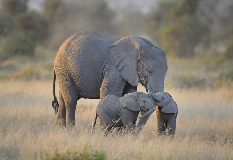 Ινδία: Ελέφαντες κηδεύουν το ελεφαντάκι τους – Το βίντεο που συγκίνησε τον πλανήτη