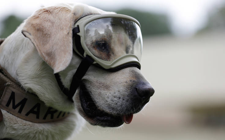 Φρίντα σκύλος: “Συνταξιοδοτείται” το διάσημο λαμπραντόρ