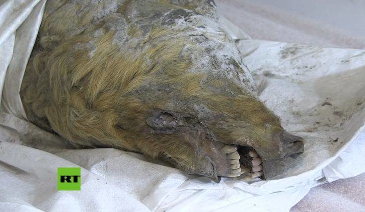 Σιβηρία: Βρέθηκε κεφάλι προϊστορικού λύκου μετά από 40.000 χρόνια