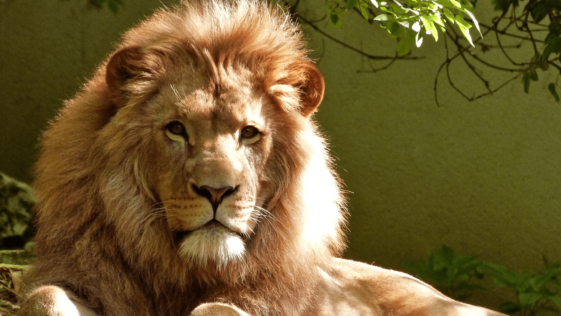 Νότια Αφρική – λιοντάρι: Φιλιόντουσαν πάνω από το πτώμα του