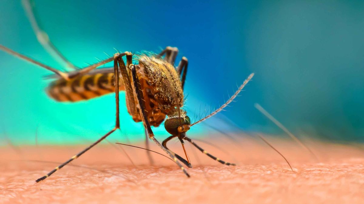 Κουνούπια – καταπολέμηση: Τι πρέπει να προσέξετε