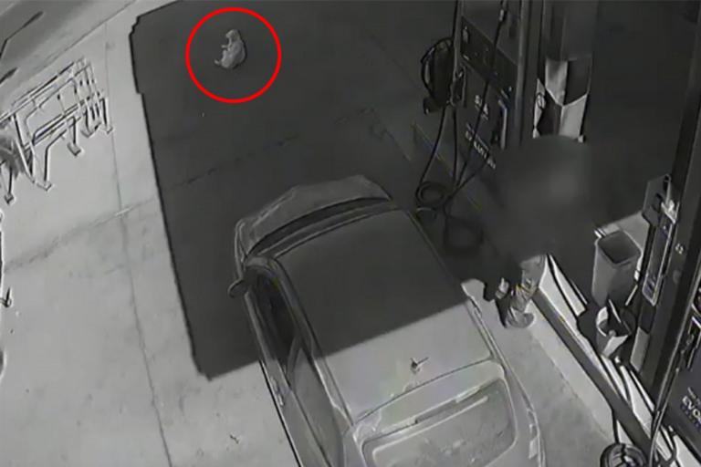 Χανιά – σκύλος: Αυτοκίνητο πάτησε και σκότωσε σκύλο σε βενζινάδικο (vid)