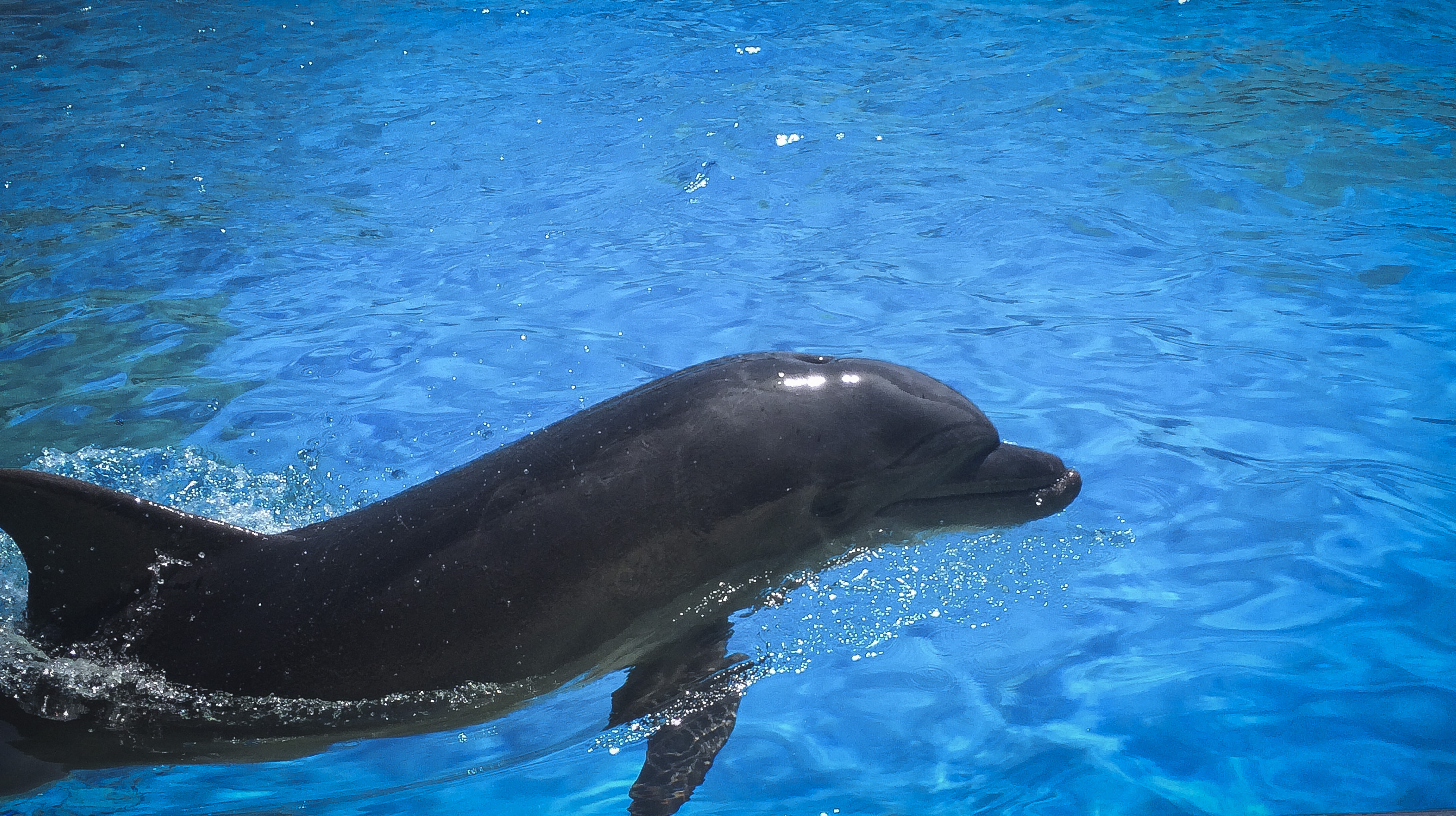 Αλόννησος – δελφίνια: Ένα ενθαρρυντικό φαινόμενο