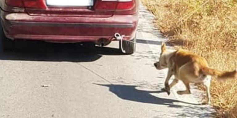 Δεμένος σκύλος: Συνελήφθη ο οδηγός που έσερνε το ζώο με το αυτοκίνητο