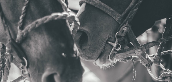 Viral βίντεο: Άλογο παριστάνει το νεκρό – Έτοιμο για… όσκαρ