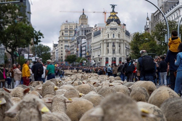Παρέλαση πρόβατα: Χιλιάδες τουρίστες στη Μαδρίτη για την ξεχωριστή ”πορεία”