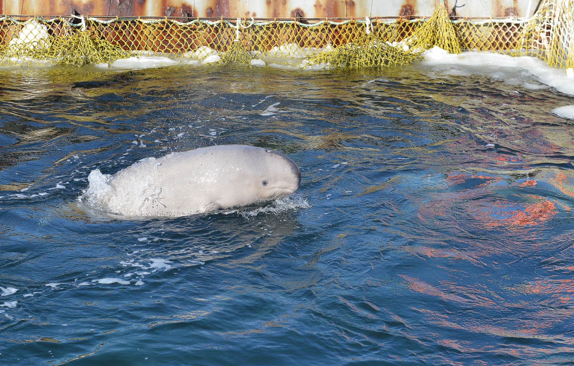 Ρωσία: Ελεύθερες και οι τελευταίες φάλαινες μπελούγκα