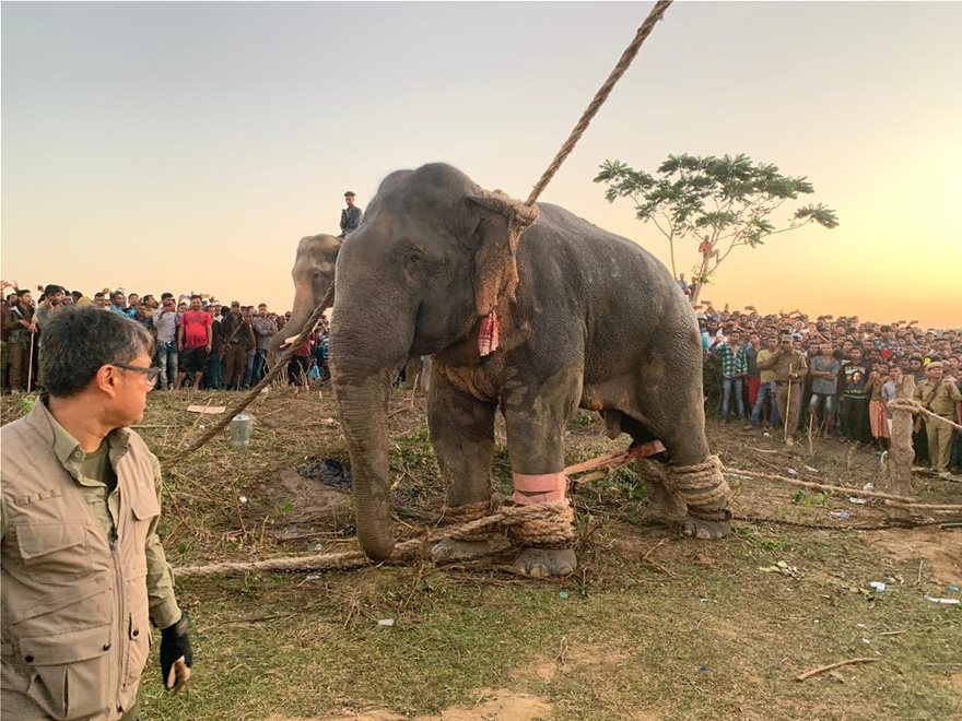 Ινδία: Αιχμαλωτίστηκε δολοφονικός ελέφαντας