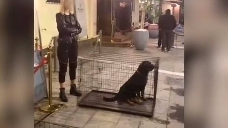 Σκυλιά σε κλουβί: Σάλος για την ατραξιόν στα Λαδάδικα Θεσσαλονίκης