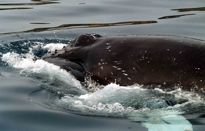 Νεκρή φάλαινα Κερατέα: Εντοπίστηκε στην παραλία