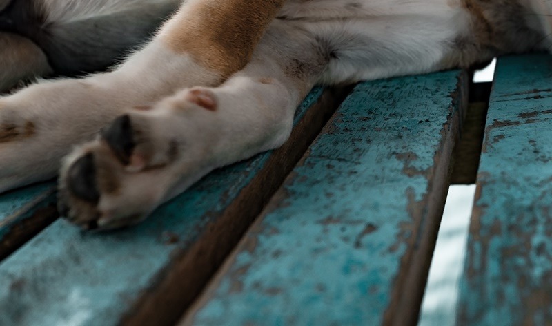 Έβγαλαν τα μάτια σκύλου: Φρίκη και οργή για το χάσκι στο Μεσολόγγι