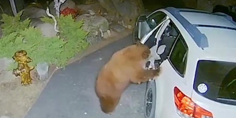 Αρκούδα αυτοκίνητο: Viral βίντεο – Ανοίγει το όχημα σαν άνθρωπος
