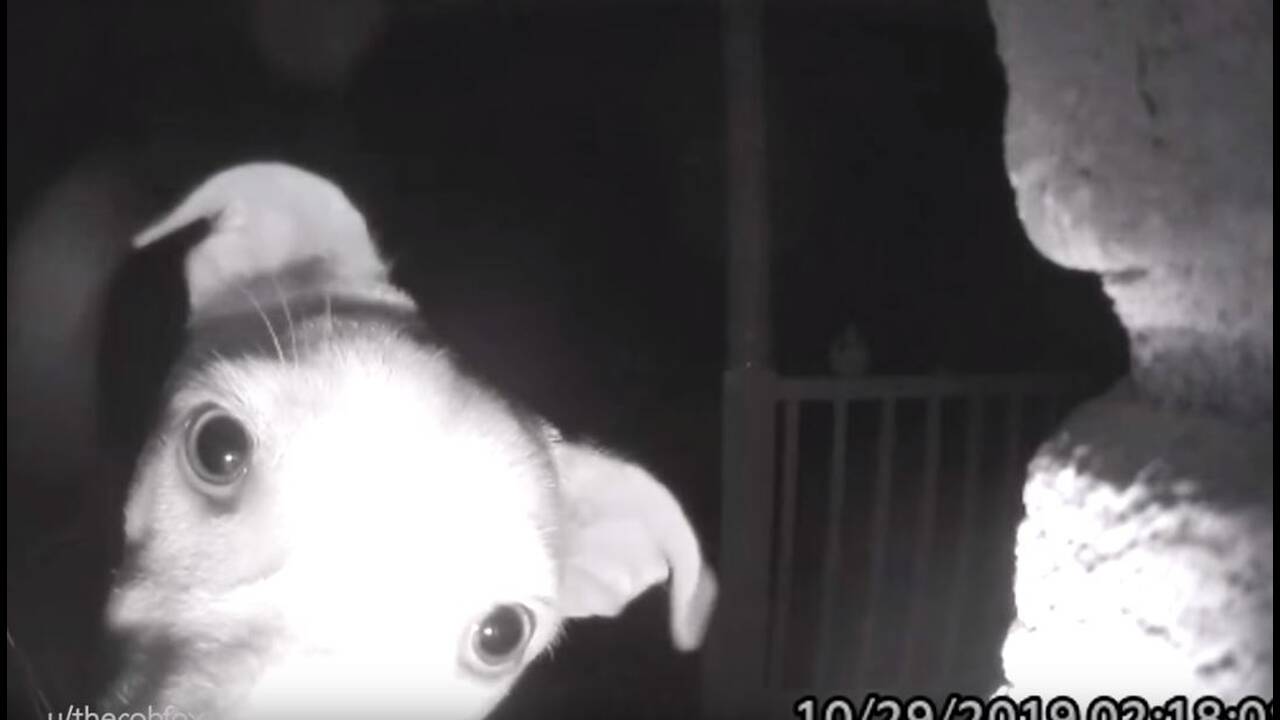 Σκύλος viral: Χτυπάει το… κουδούνι γιατί τον είχαν ξεχάσει έξω