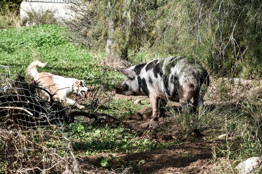 Κινέτα τώρα – Γηρυόνης: Αγνοείται 44χρονος, συναγερμός στις Αρχές