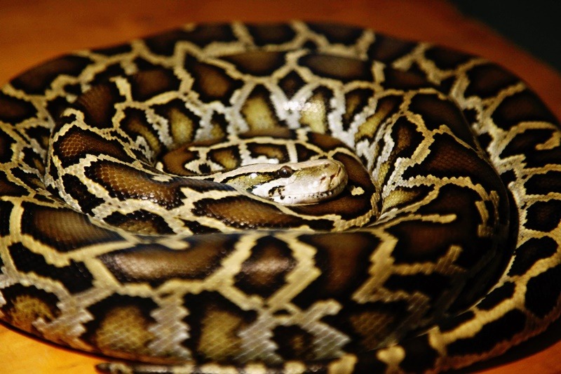 Πύθωνας τρώει άνθρωπο: Γυναίκα βρέθηκε νεκρή με το φίδι γύρω από τον λαιμό της