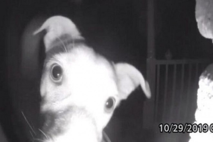 Σκύλος χτυπάει το κουδούνι: Το viral βίντεο από την Τζόρτζια