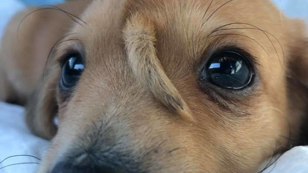Σκύλος viral: Κουτάβι – «μονόκερος» στο Μιζούρι τρελαίνει κόσμο