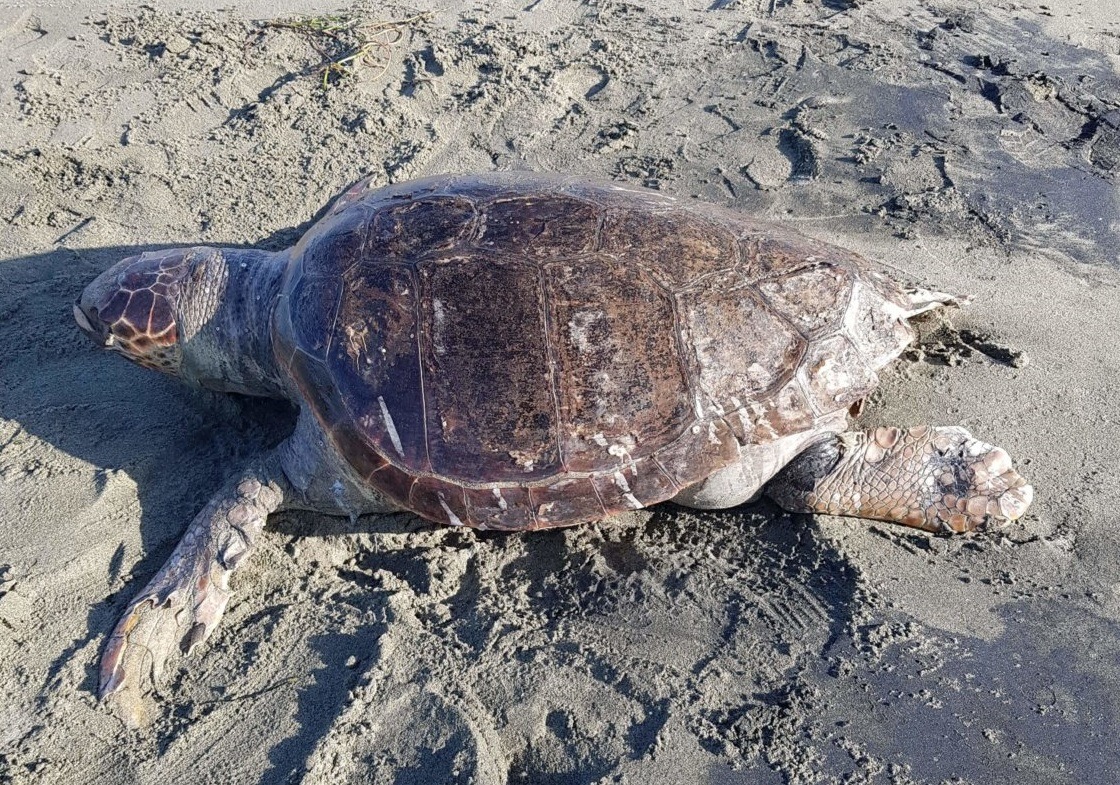 Καρέτα καρέτα Λάρισα: Νεκρή χελώνα σε παραλία στα Μεσάγγαλα