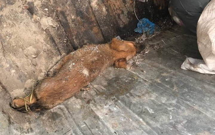 Πέταξαν κουτάβι στα σκουπίδια: Κακοποίηση ζώου στα Μέγαρα
