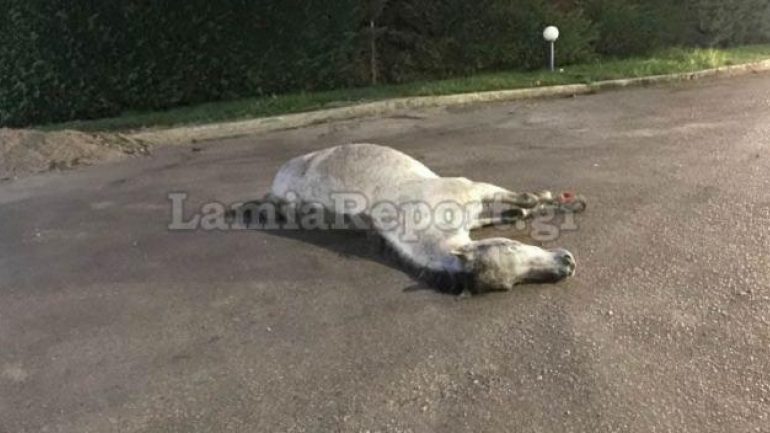 Τροχαίο με άλογο: Ατύχημα σήμερα στη Στυλίδα