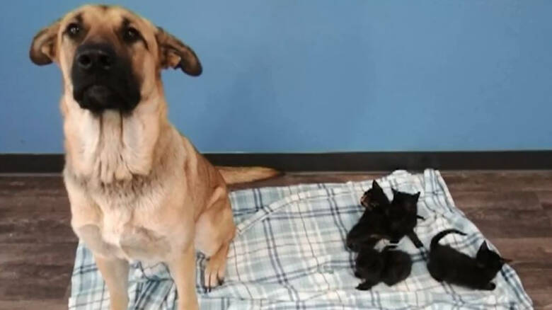 Σκύλος έσωσε γατάκια: 6 νεογέννητα βρέθηκαν κουλουριασμένα πάνω στη “Σερένιτι”