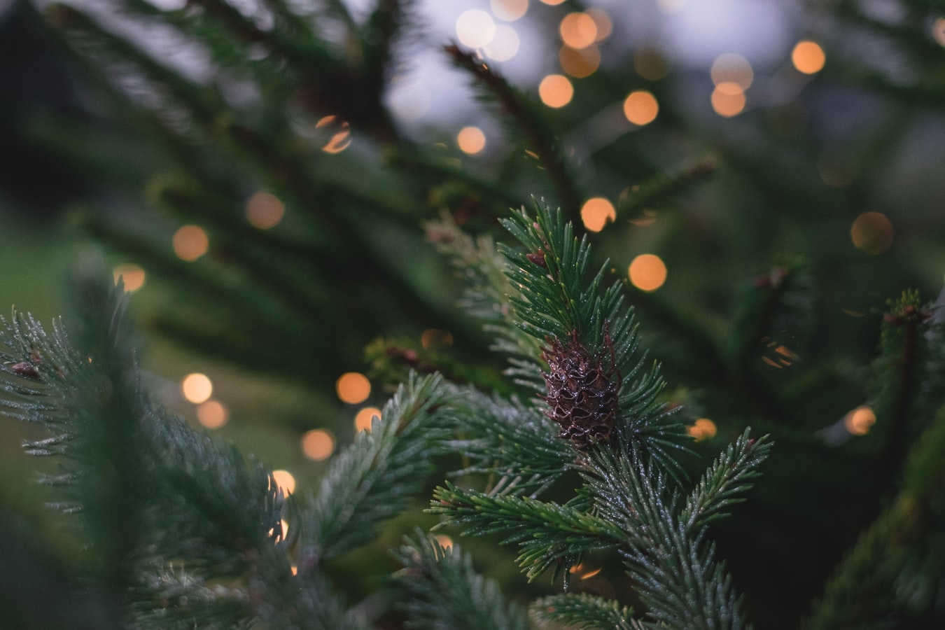 Χριστουγεννιάτικο δέντρο Σύνταγμα 2019: Έφτασε από το Καρπενήσι και… μας περιμένει