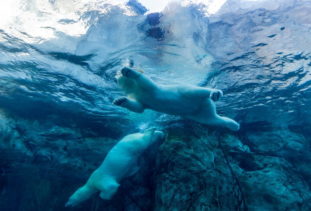 Πολικές αρκούδες – Ρωσία: Συγκεντρωμένες σε χωριό – Μεγάλη κλιματική αλλαγή