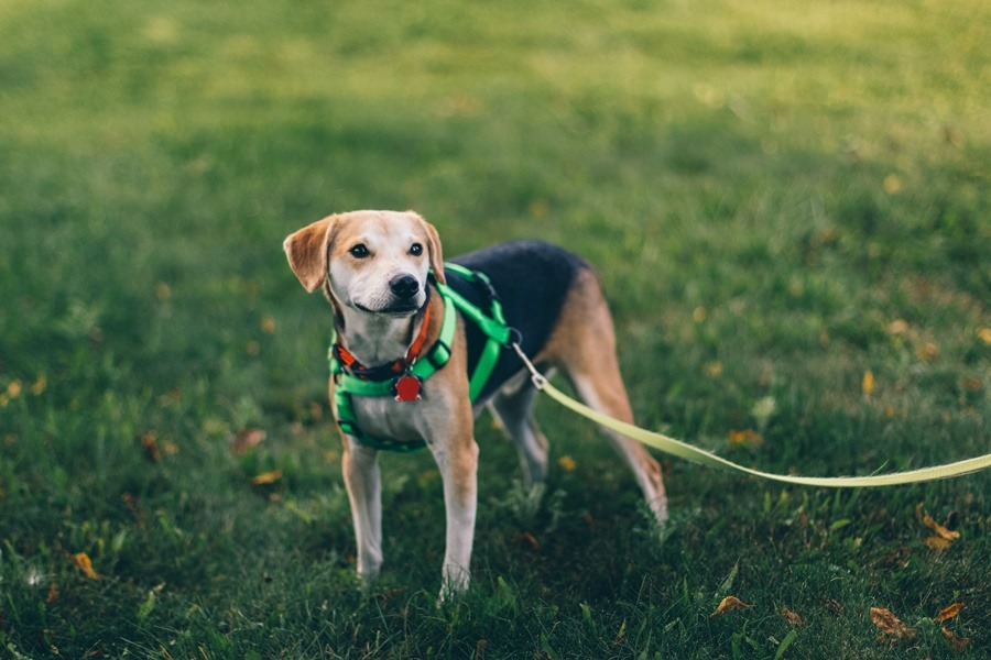 Βόλτα τον σκύλο – Πάτρα: Από πρωινό περπάτημα στο… νοσοκομείο