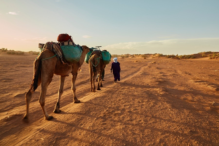 Καμήλες Αυστραλία: Σκότωσαν τουλάχιστον 5.000 άγριες δρομάδες