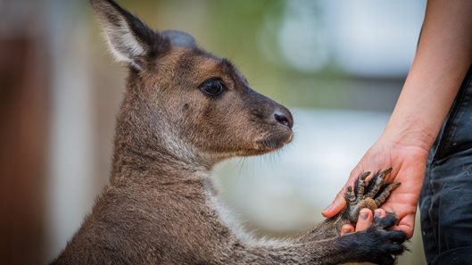 Καγκουρό φωτιά: Το καμένο ζώο ζητάει βοήθεια για να σωθεί από την “κόλαση” στην Αυστραλία